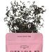 Improper Tea - Single AF - Black Tea